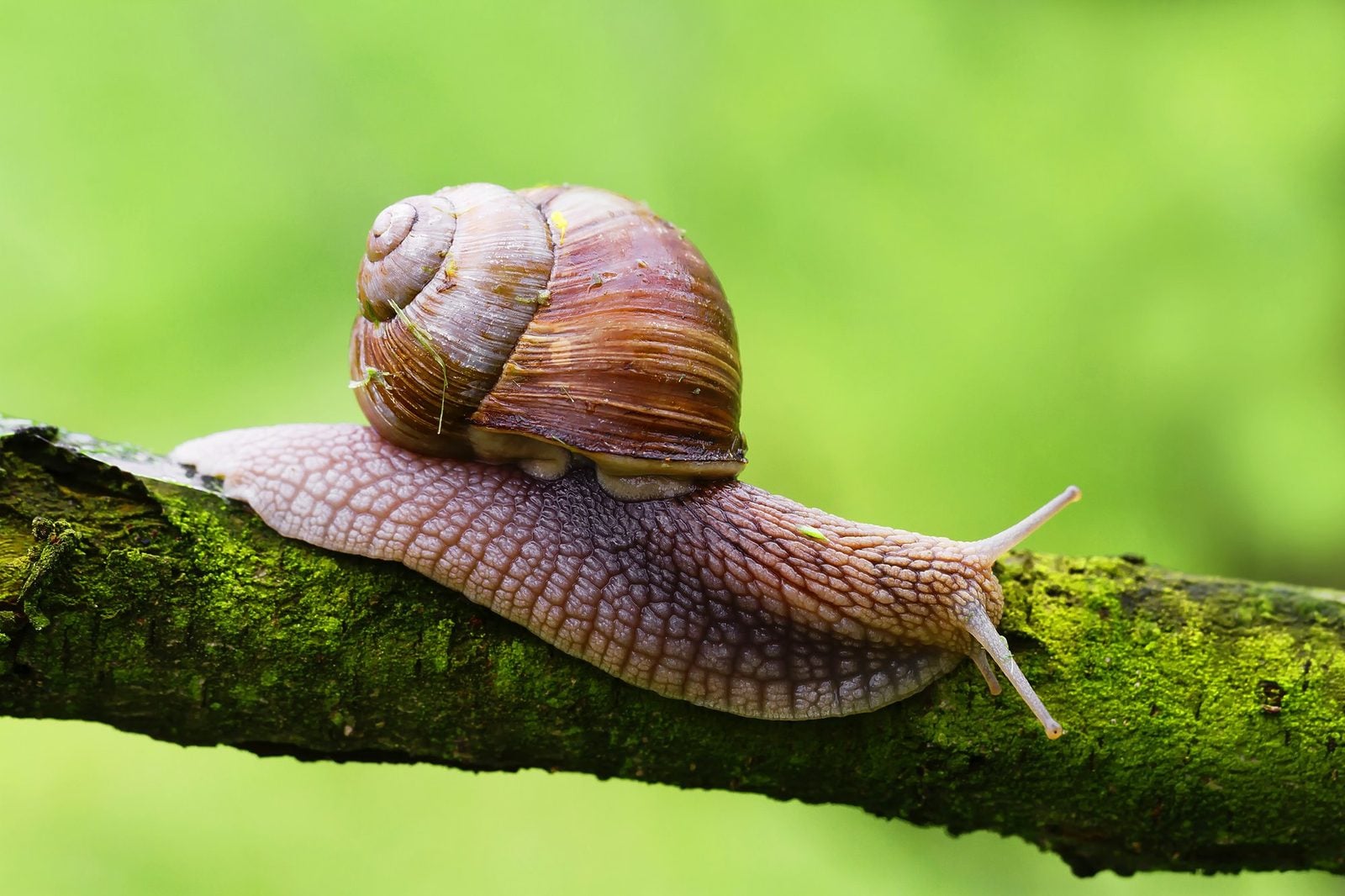 Weinbergschnecke mit gestreiftem Haus kriecht über einen bemoosten Ast vor grünem Hintergrund