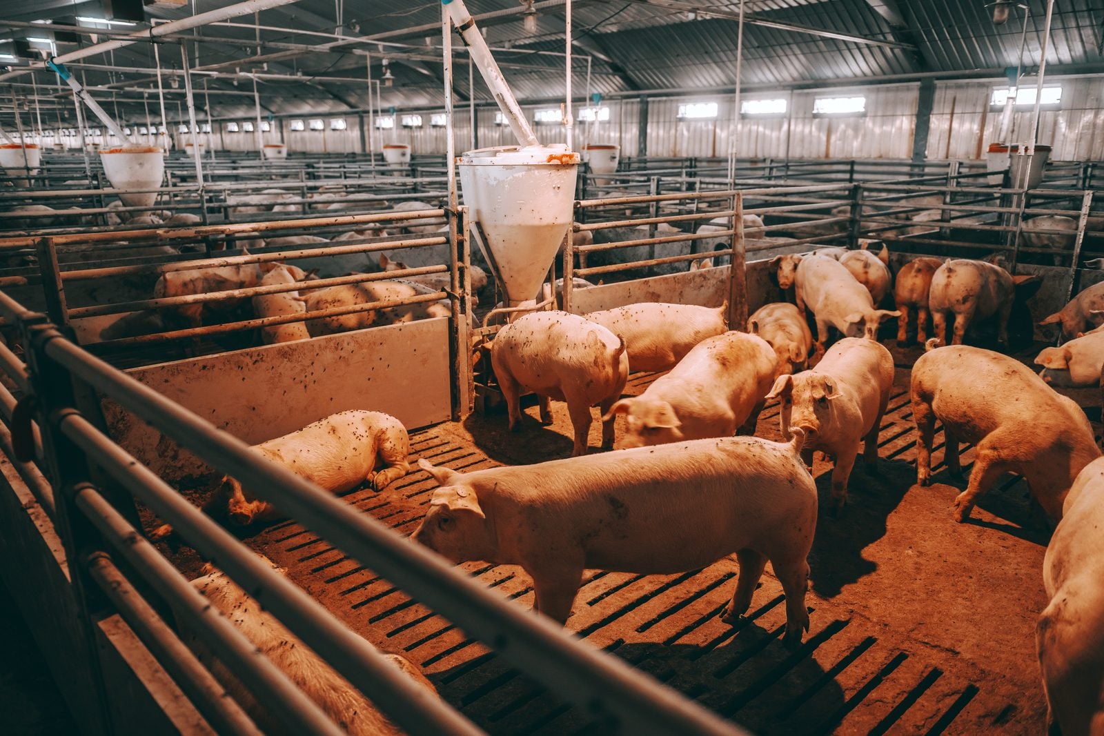 Inside a large pig fattening facility with metal pens, slatted floors and many pigs
