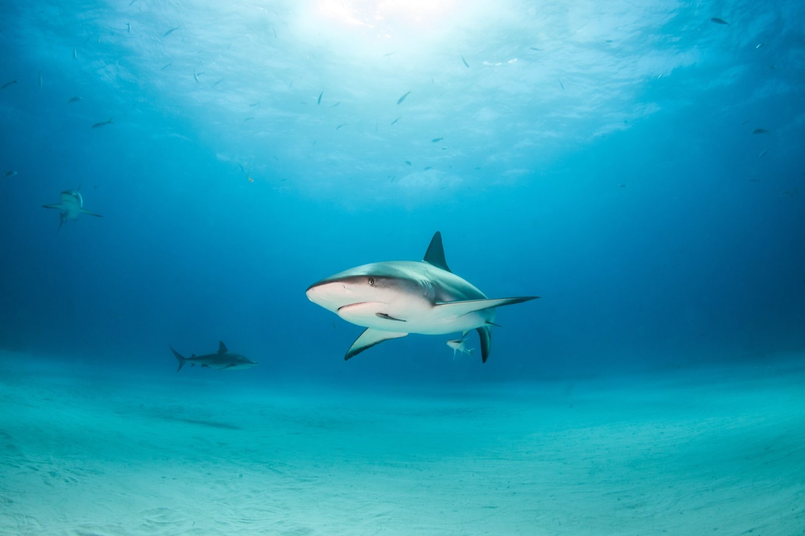 Karibischer Riffhai schwimmt vor den Bahamas über hellem Sandgrund