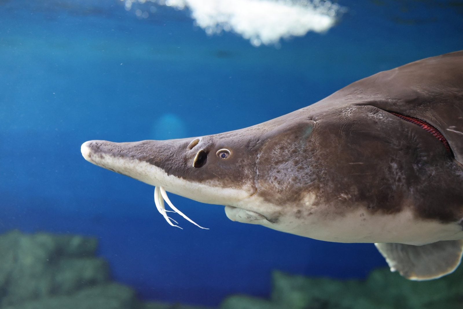 Stör schwimmt im blauen Wasser eines Aquariums, Kopf mit Barteln im Vordergrund