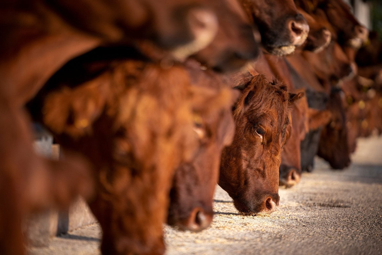 Rotbraune Rinder stehen dicht an dicht im Stall und fressen am Futtertisch