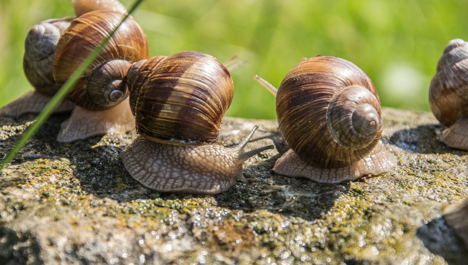 Mehrere braune Weinbergschnecken sitzen dicht nebeneinander auf einem bemoosten Stein