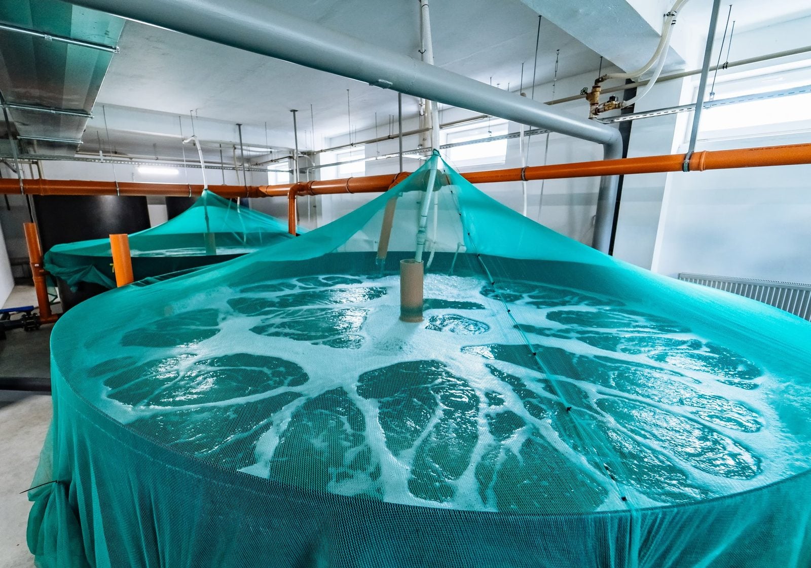 Runde, mit grünen Netzen abgedeckte Fischbecken in einer Halle einer Aquakulturanlage