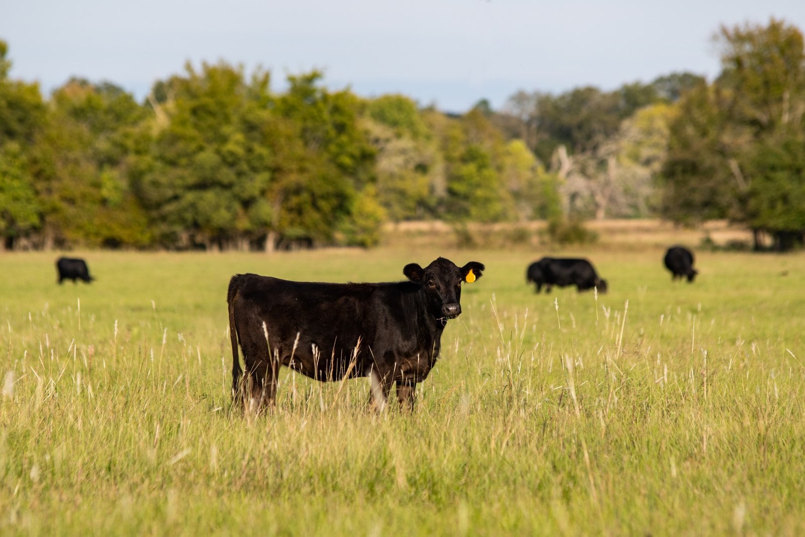 Rind auf einer Weide, im Hintergrund weitere Tiere der Herde