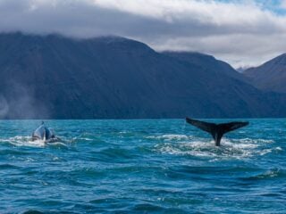 Zwei Buckelwale tauchen vor der Bergkulisse bei Húsavík in Nordisland ab