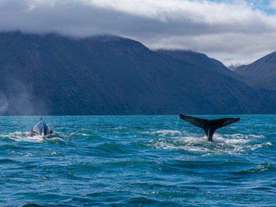 Zwei Buckelwale tauchen vor der Bergkulisse bei Húsavík in Nordisland ab