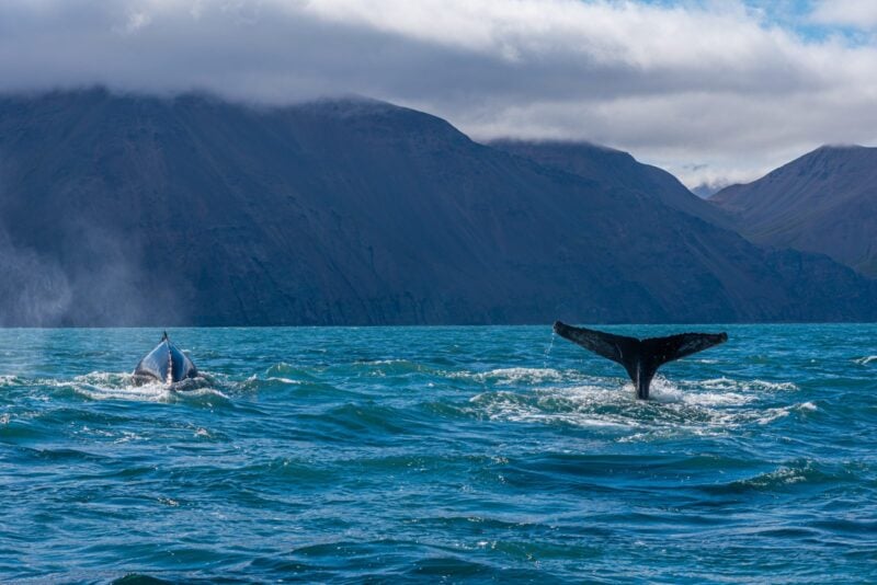 Zwei Buckelwale tauchen vor der Bergkulisse bei Húsavík in Nordisland ab