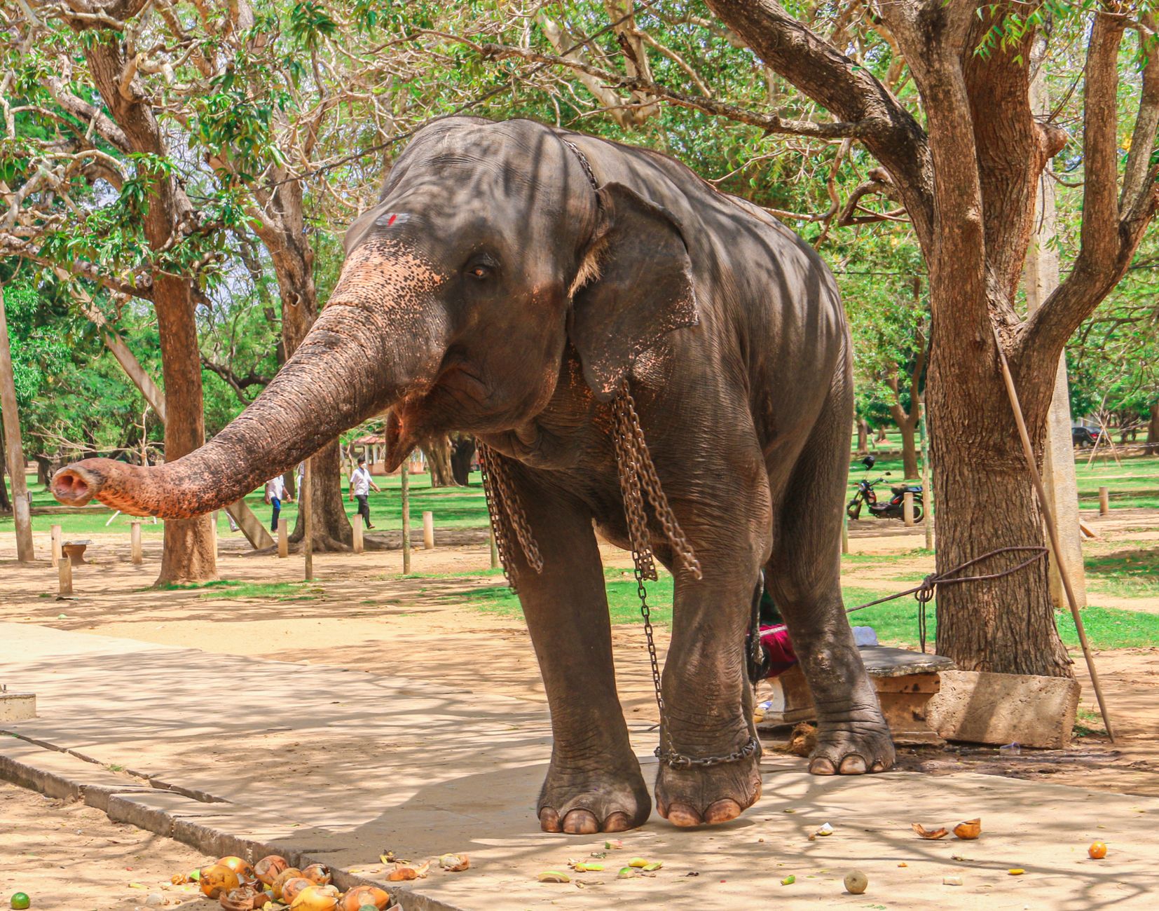 Chained Asian elephant with a heavy iron chain around neck and front leg on a concrete surface