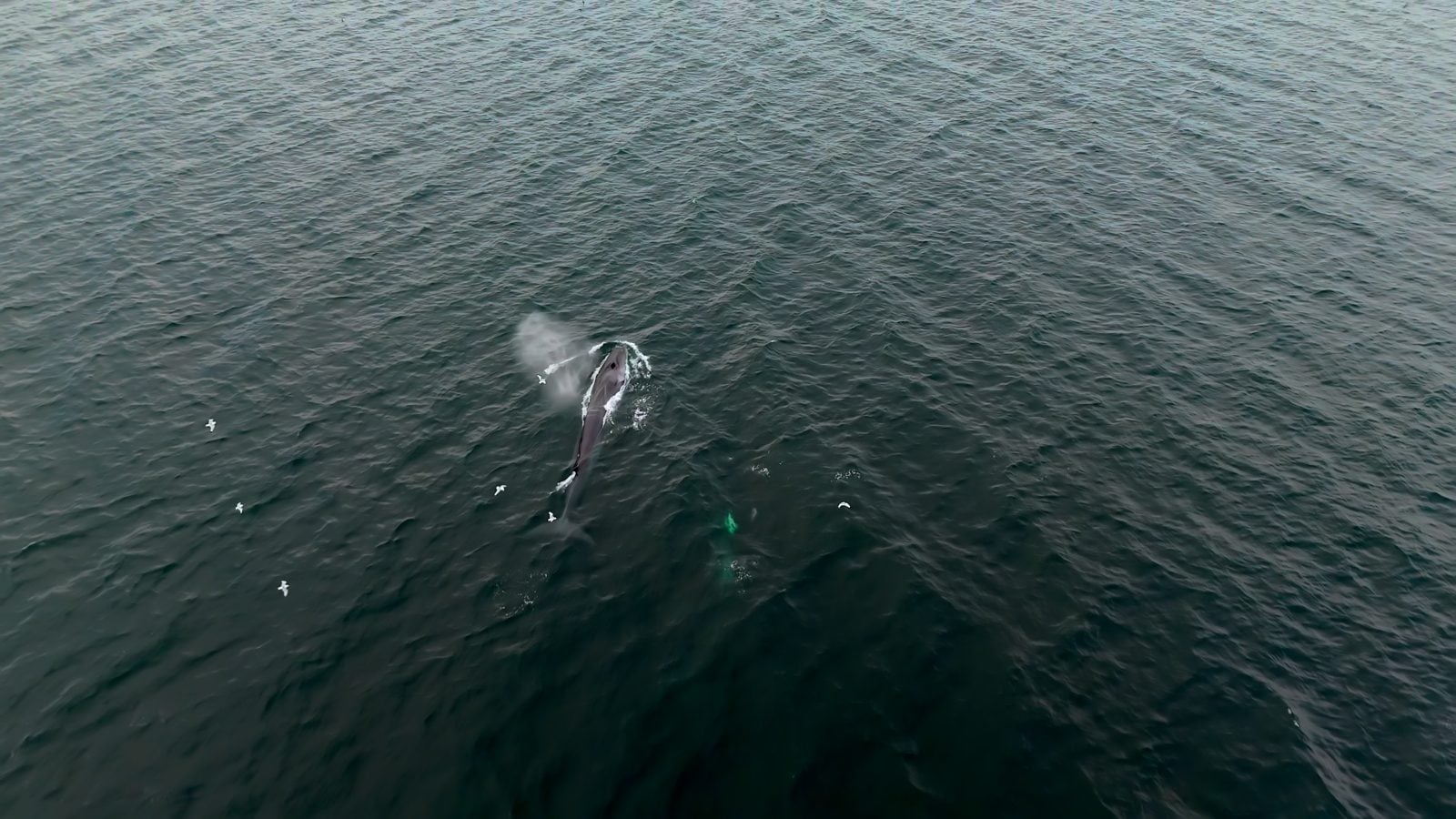 Aerial view of two fin whales just below the water surface