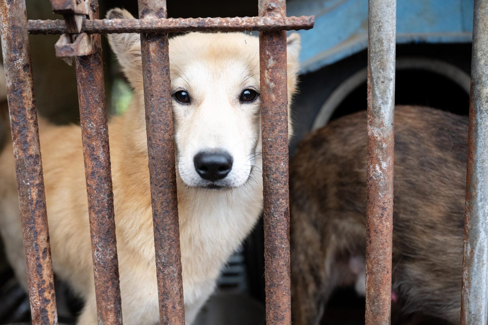 Gangjin hund gitter portrait 02