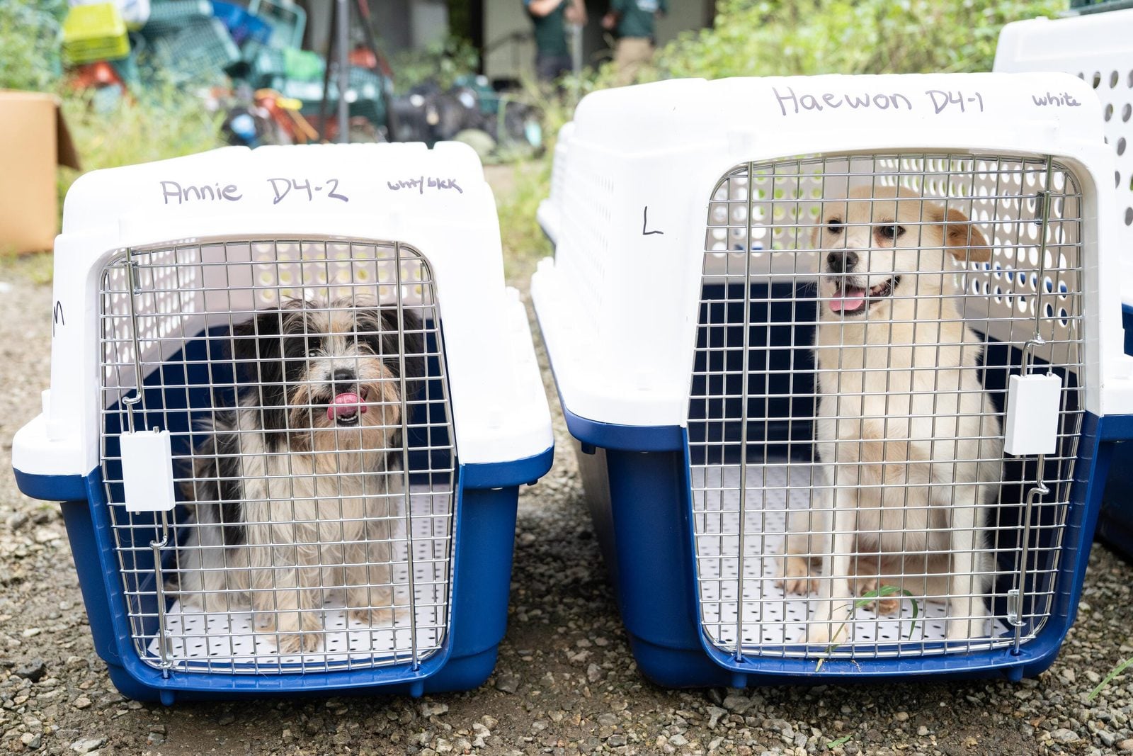 Gangjin hunde transportboxen 07