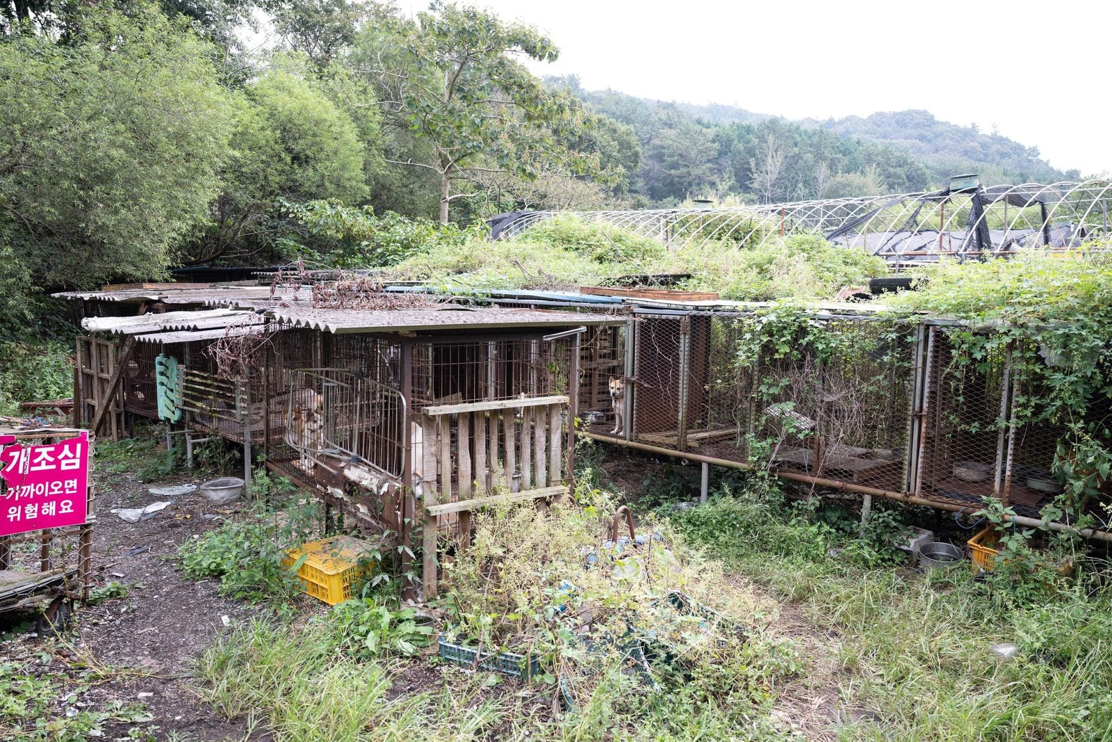 Gangjin hundefleischfarm uebersicht 03