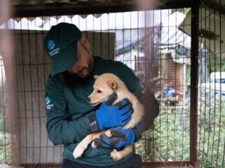 Retter von Humane World for Animals trägt einen geretteten Jindo-Welpen von der Hundefleischfarm in Gangjin