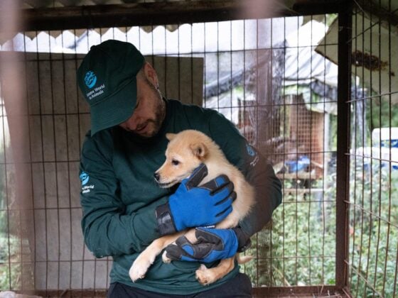 Retter von Humane World for Animals trägt einen geretteten Jindo-Welpen von der Hundefleischfarm in Gangjin