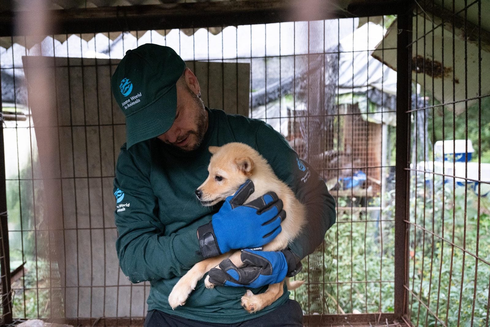 Retter von Humane World for Animals trägt einen geretteten Jindo-Welpen von der Hundefleischfarm in Gangjin