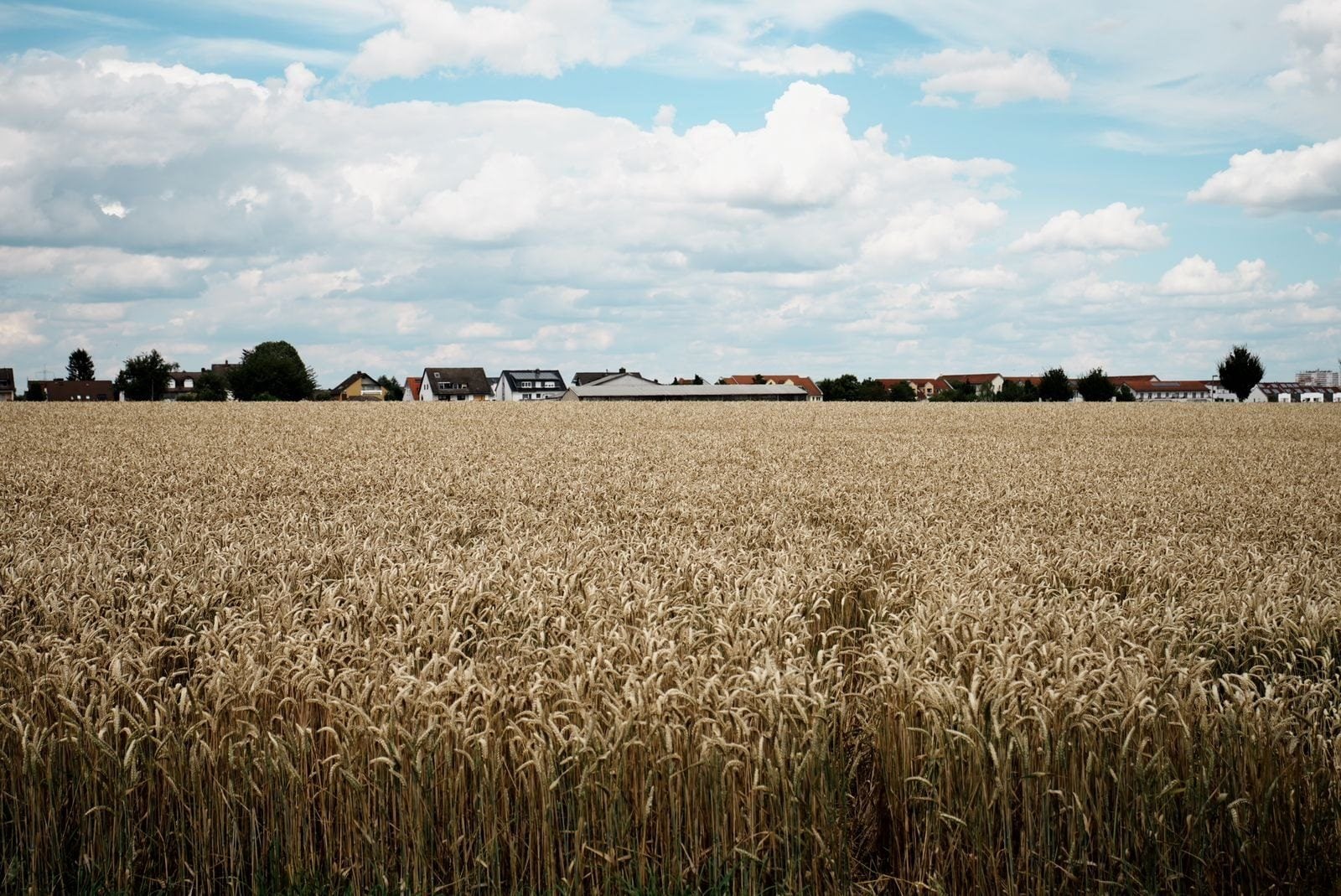 Reifes Getreidefeld, im Hintergrund ein Dorf