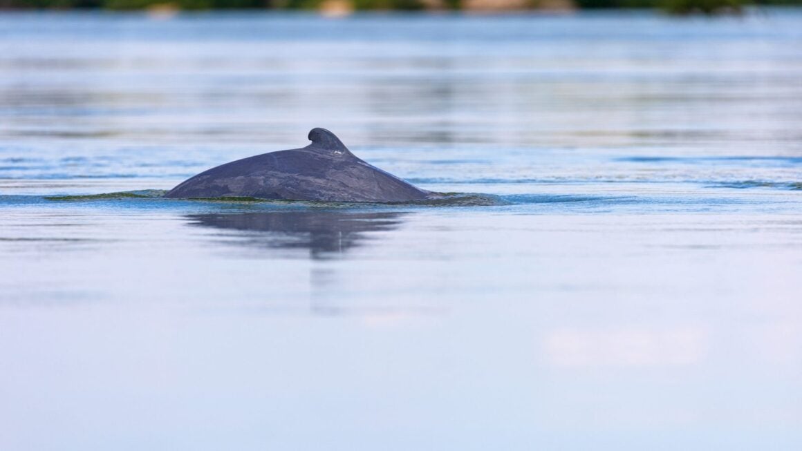 Wild lebender Irawadi-Delfin taucht mit Rücken und kleiner Finne aus ruhigem Wasser auf