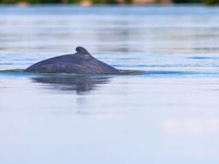 Wild lebender Irawadi-Delfin taucht mit Rücken und kleiner Finne aus ruhigem Wasser auf