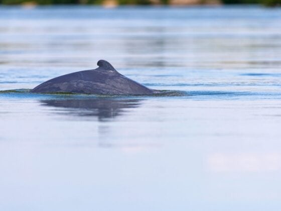 Wild lebender Irawadi-Delfin taucht mit Rücken und kleiner Finne aus ruhigem Wasser auf