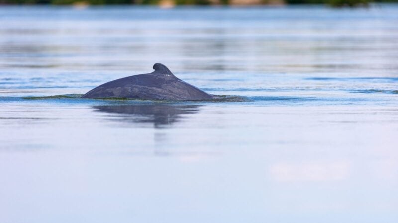 Wild lebender Irawadi-Delfin taucht mit Rücken und kleiner Finne aus ruhigem Wasser auf