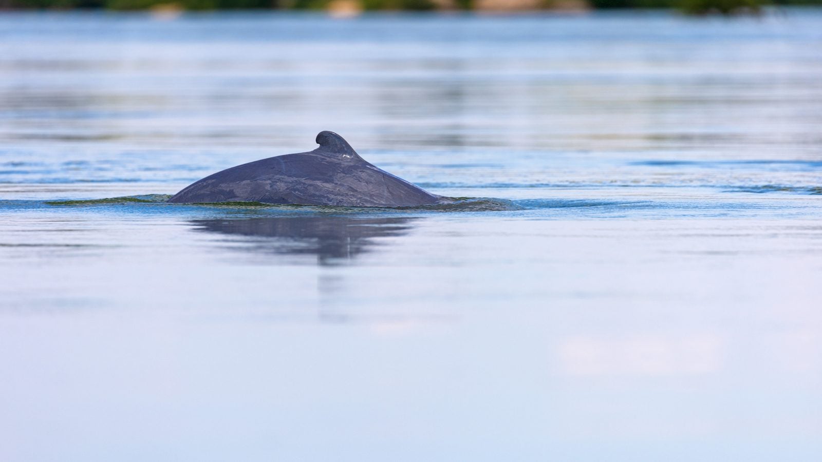Wild lebender Irawadi-Delfin taucht mit Rücken und kleiner Finne aus ruhigem Wasser auf
