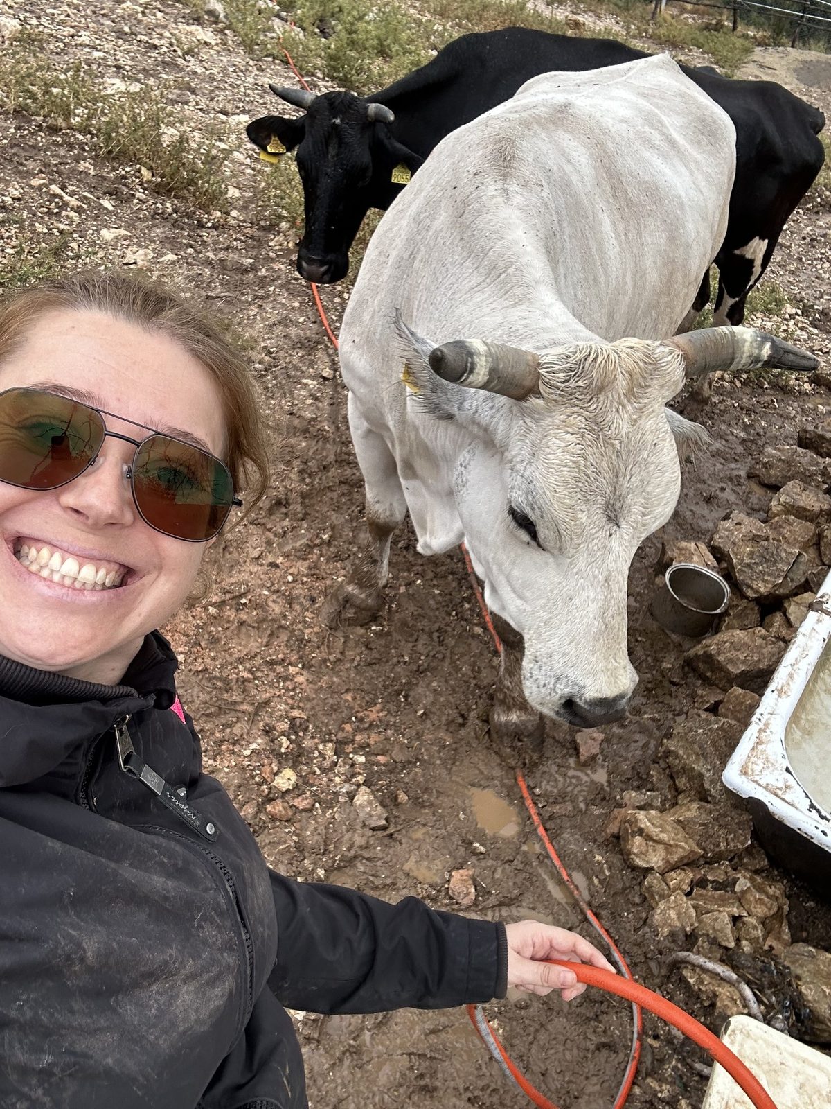 Jessica Dzikonski leading a white cow on a rope along a stony path