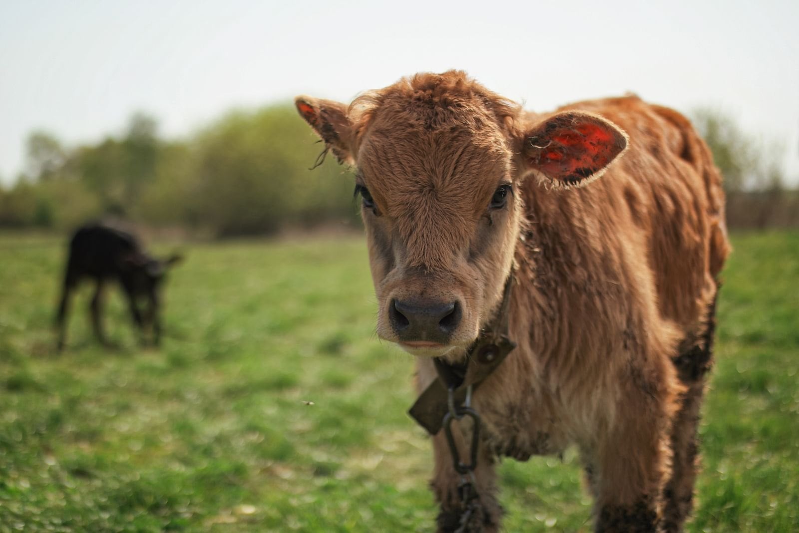 Junges Kalb steht auf einer Weide und schaut in die Kamera