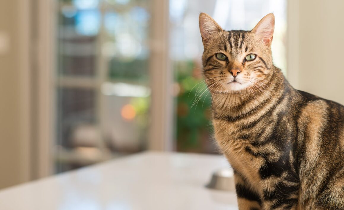 Getigerte Katze sitzt in einer hellen Wohnung und schaut in die Kamera, Symbolbild
