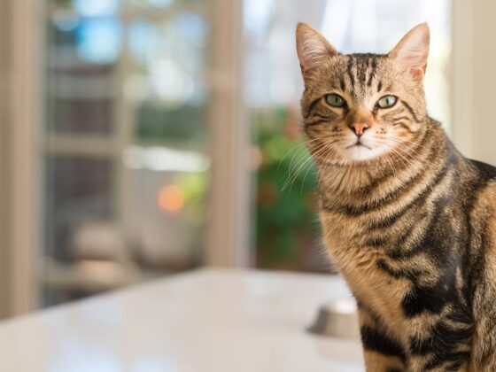 Getigerte Katze sitzt in einer hellen Wohnung und schaut in die Kamera, Symbolbild