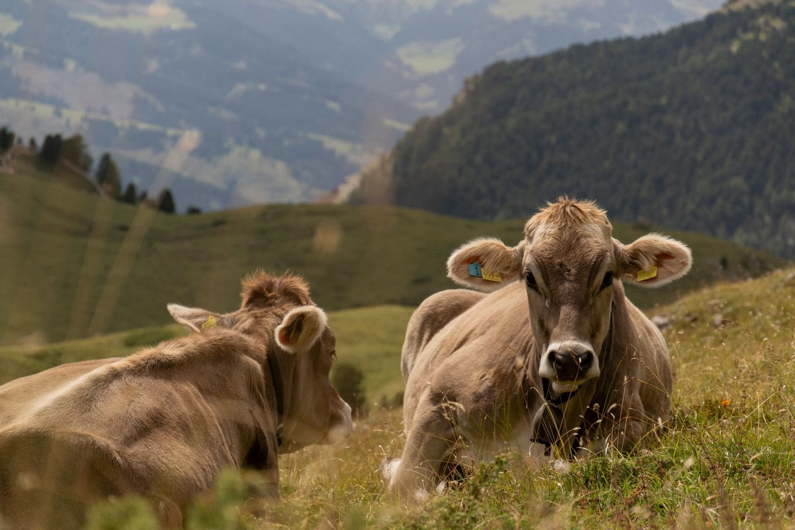 Zwei Kühe liegen und stehen auf einer Weide