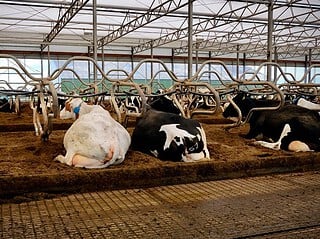 Milchkühe liegen in den Liegeboxen eines großen Stalls