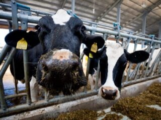 Rind mit gelber Ohrmarke schaut in einem Stall in die Kamera