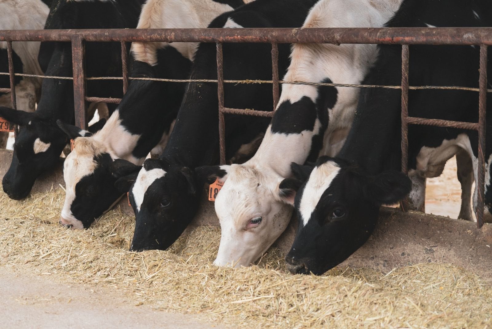 Rinder stehen dicht nebeneinander an einem Fressgitter im Stall und fressen Stroh