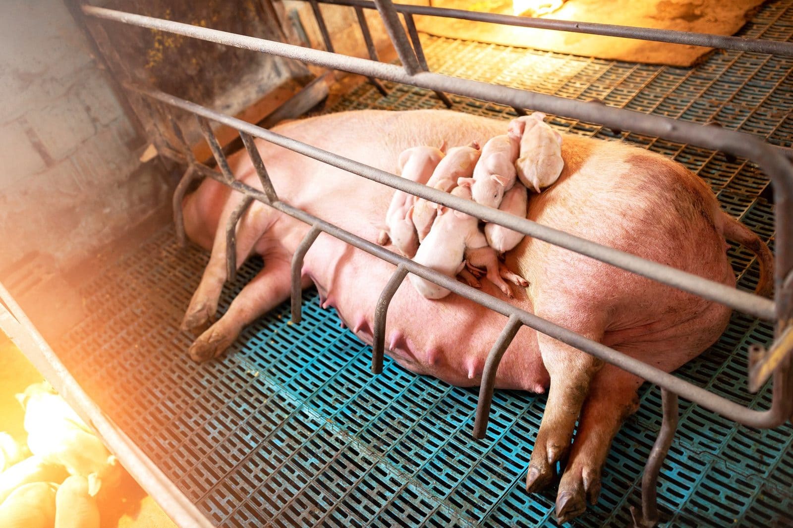 Sau liegt mit saugenden Ferkeln auf einem Gitterboden in einer engen Abferkelbucht unter einer Wärmelampe