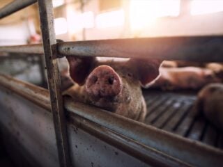 Schwein streckt die Schnauze zwischen den Metallstäben einer Stallbucht hindurch