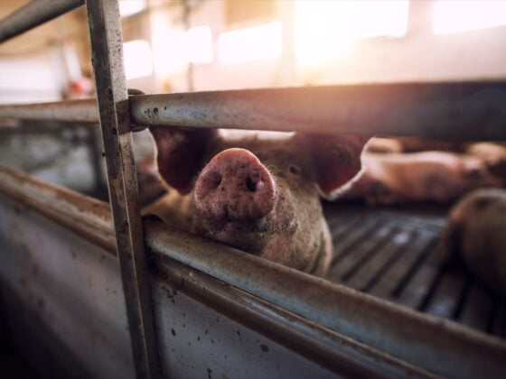 Schwein streckt die Schnauze zwischen den Metallstäben einer Stallbucht hindurch