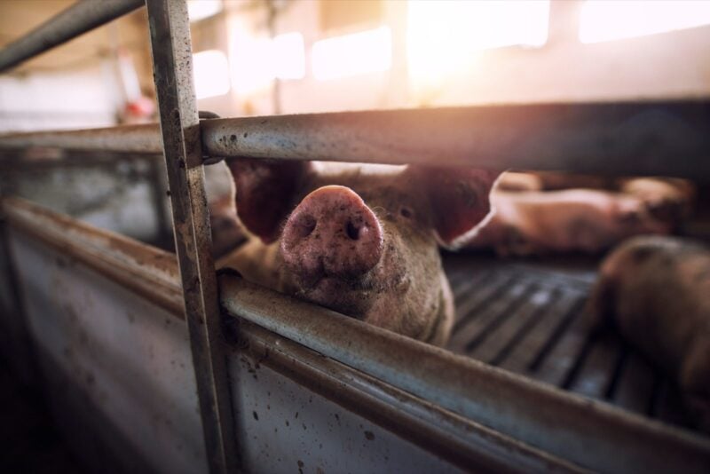 Schwein streckt die Schnauze zwischen den Metallstäben einer Stallbucht hindurch