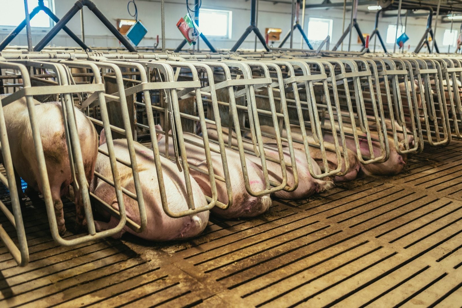 Schweine stehen dicht nebeneinander in schmalen Metallbuchten auf Spaltenboden