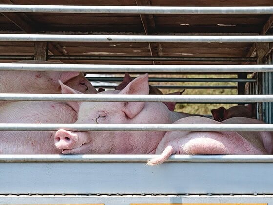 Schweine drängen sich hinter den Gittern eines Tiertransporters