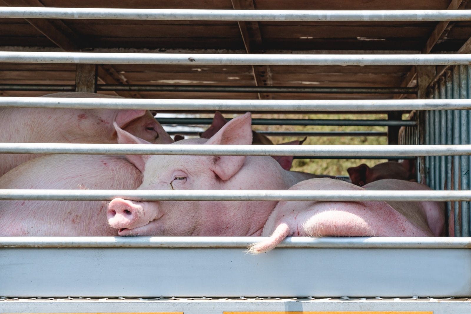 Schweine drängen sich hinter den Gittern eines Tiertransporters
