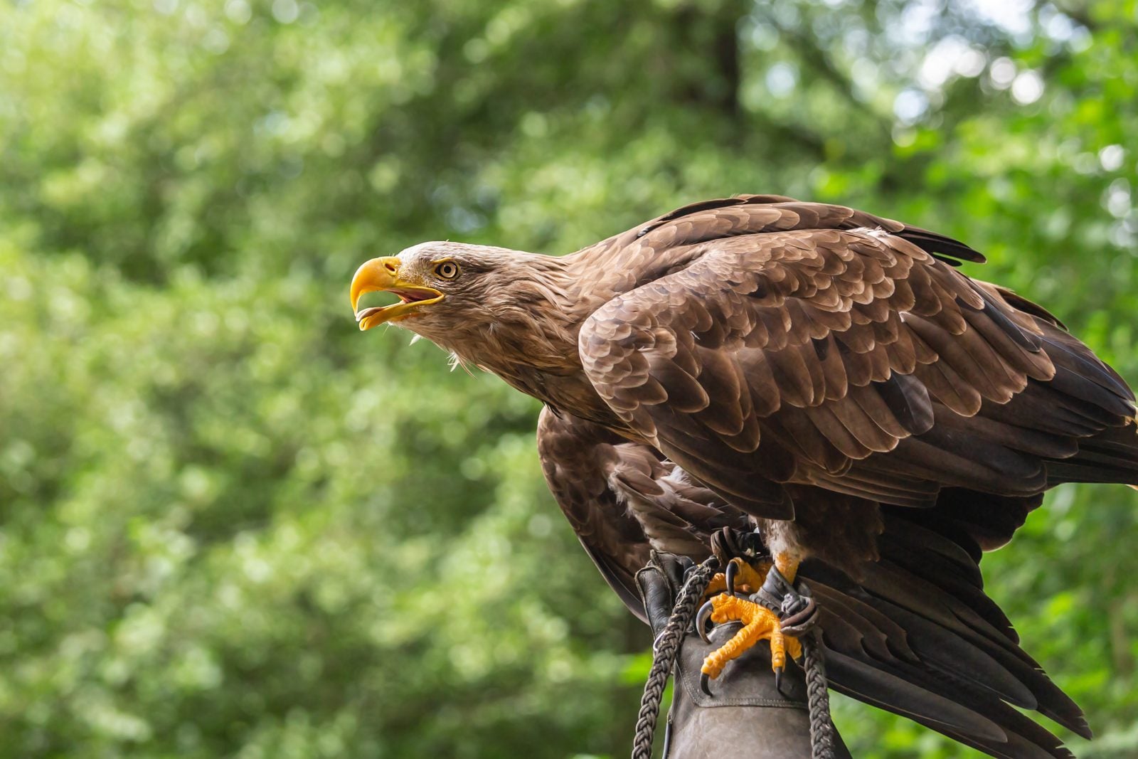 Ein Seeadler sitzt mit halb geöffneten Flügeln auf dem Arm eines Falkners vor grünen Bäumen, an den Beinen hängen Lederriemen