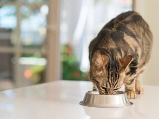 Getigerte Katze frisst Trockenfutter aus einem Metallnapf