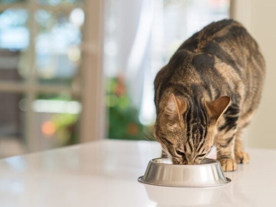 Getigerte Katze frisst Trockenfutter aus einem Metallnapf