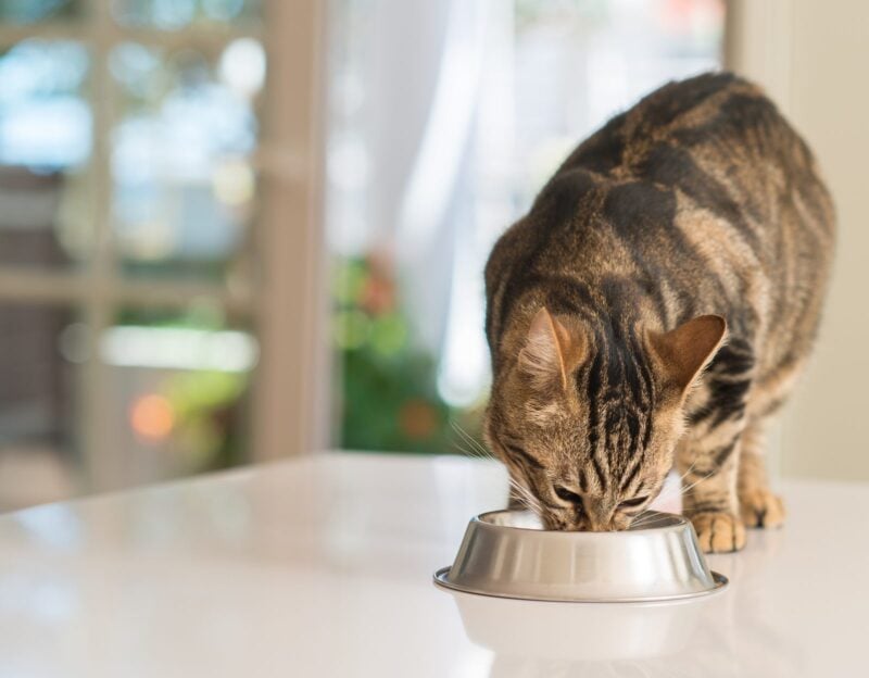 Getigerte Katze frisst Trockenfutter aus einem Metallnapf