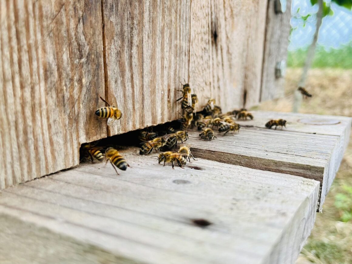 Honigbienen sitzen und krabbeln am hölzernen Flugloch eines Bienenstocks