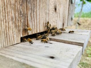Honigbienen sitzen und krabbeln am hölzernen Flugloch eines Bienenstocks