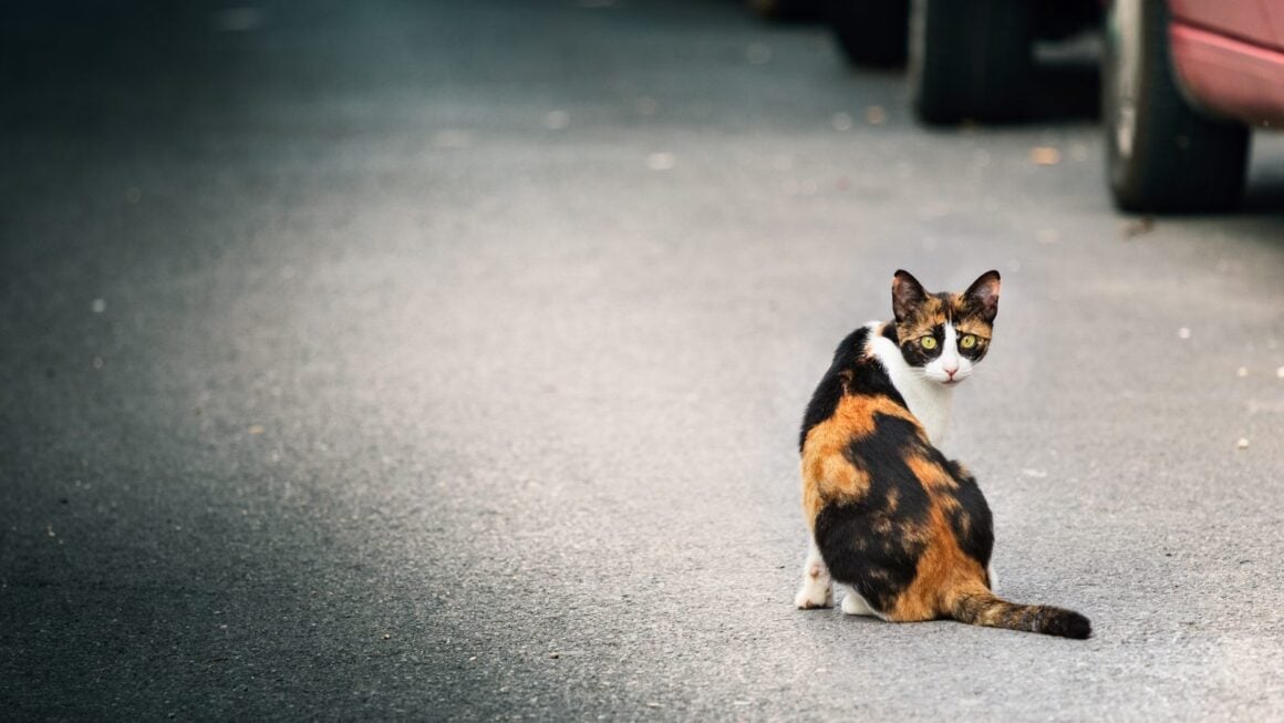 Dreifarbige Katze sitzt allein auf einer Straße zwischen geparkten Autos und schaut in die Kamera