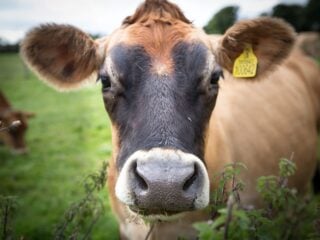 Braunes Rind mit gelber Ohrmarke schaut auf einer Weide direkt in die Kamera