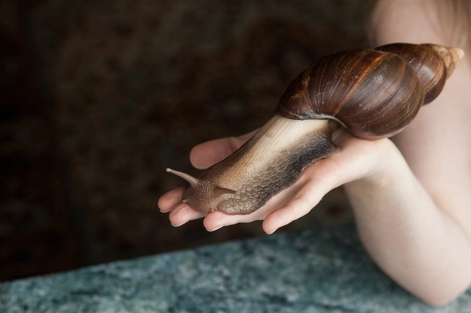 Große Achatschnecke kriecht über die offene Hand einer Frau