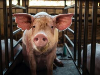 Ein Schwein steht zwischen Metallgittern in einem Stall und blickt direkt in die Kamera
